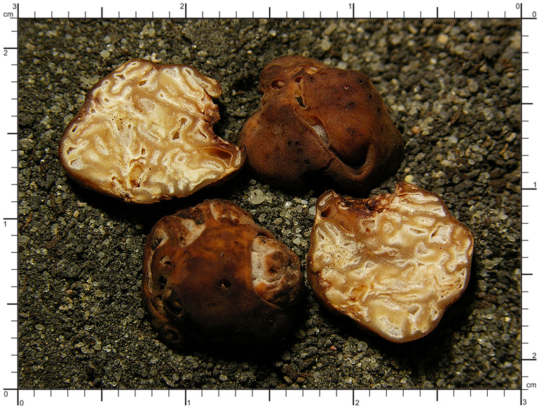 Hydnotrya tulasnei